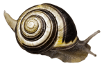 snail