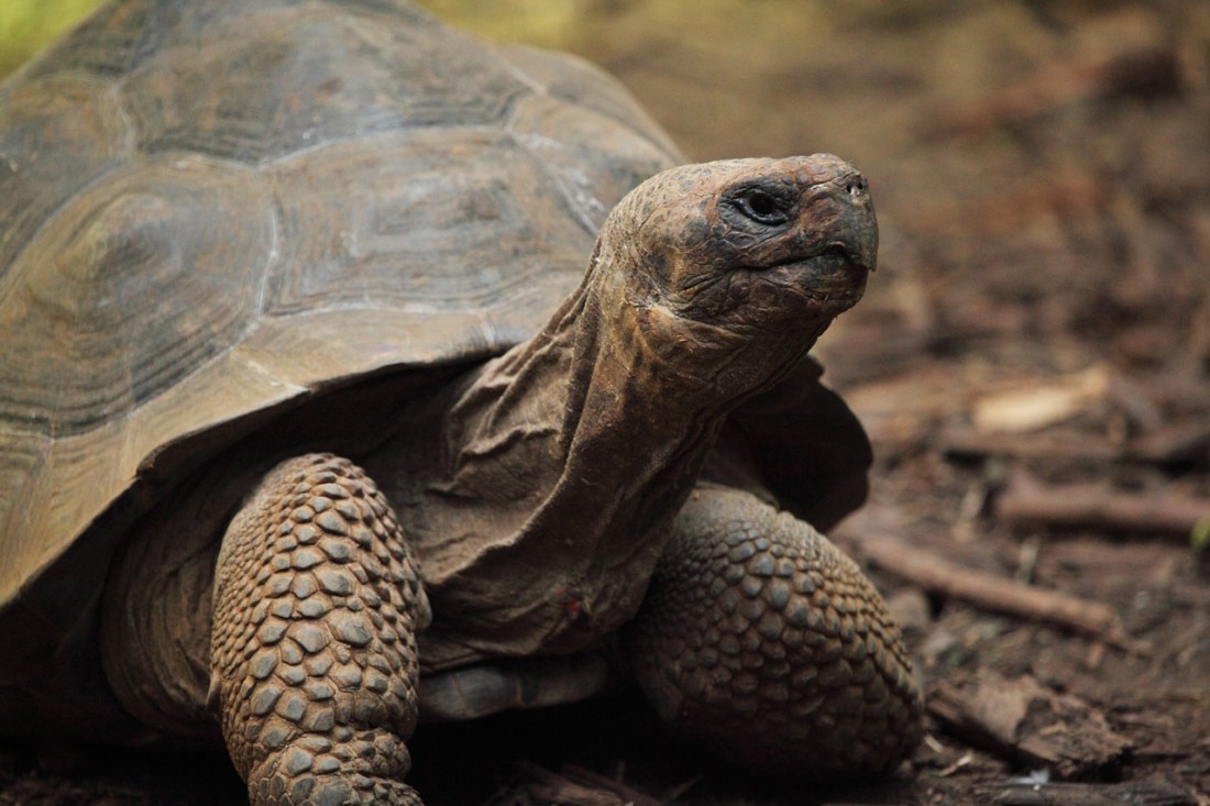 Close-up of a tortoise, symbolising the slow write performance of SSDs for Oracle redo logs
