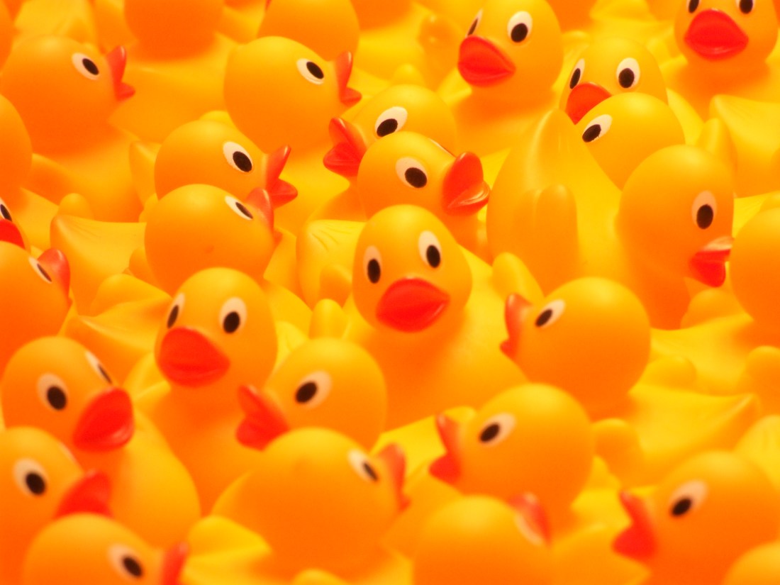 Row of identical yellow rubber ducks, illustrating the concept of data deduplication